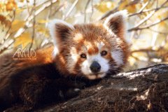www.arkuswork.com