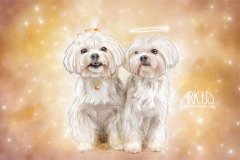 Ambre-Angel-copie