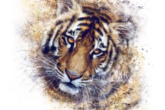 tigreau-digital-copie