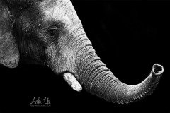 www.arkuswork.com