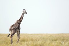www.arkuswork.com