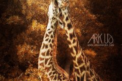 www.arkuswork.com