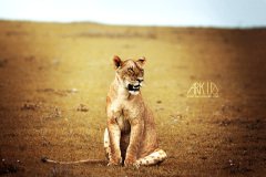 www.arkuswork.com