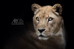 www.arkuswork.com