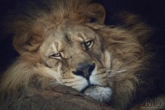 www.arkuswork.com