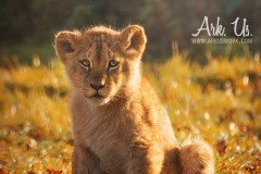 www.arkuswork.com