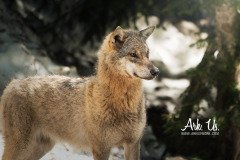 www.arkuswork.com