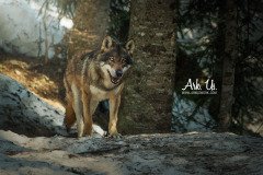 www.arkuswork.com
