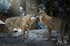 www.arkuswork.com