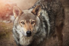 www.arkuswork.com