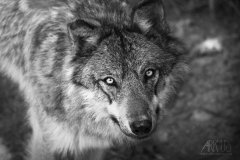 www.arkuswork.com