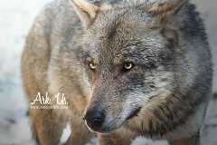 www.arkuswork.com
