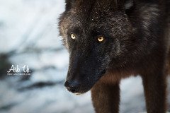 www.arkuswork.com