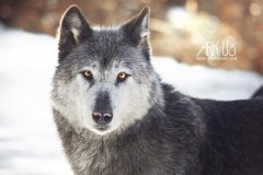 www.arkuswork.com