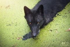 www.arkuswork.com