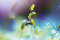 www.arkuswork.com