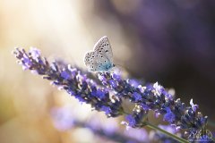 www.arkuswork.com