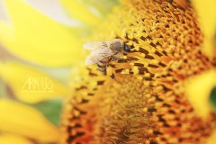 www.arkuswork.com