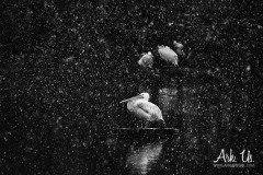 www.arkuswork.com