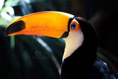www.arkuswork.com