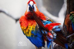 www.arkuswork.com