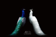 www.arkuswork.com