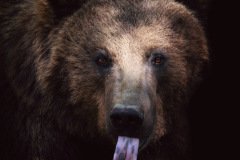 www.arkuswork.com