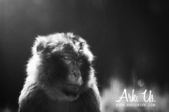 www.arkuswork.com