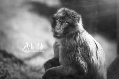 www.arkuswork.com