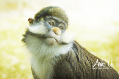 www.arkuswork.com