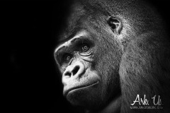 www.arkuswork.com