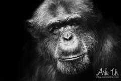 www.arkuswork.com