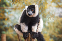 www.arkuswork.com