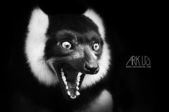 www.arkuswork.com