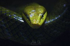 www.arkuswork.com