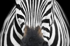 www.arkuswork.com
