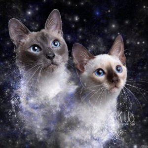 Création d'un digital artwork à partir d'une photographie de deux chats siamois thaï sur Marseille et retouche artistique sur Photoshop