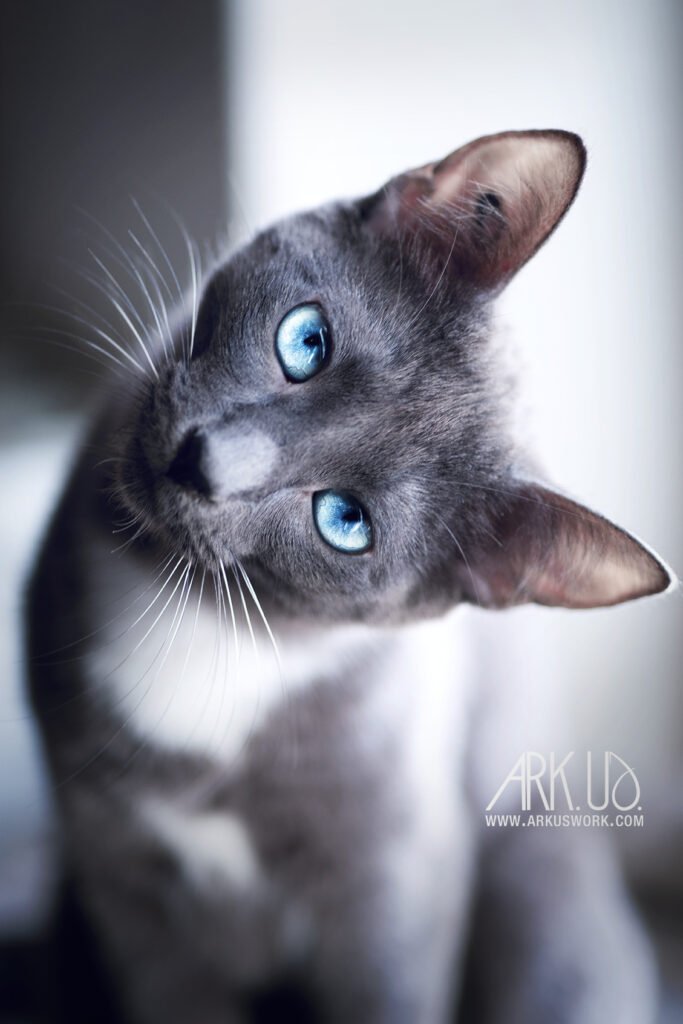 Séance photo en lumière naturelle pour un chat gris et blanc aux yeux bleus à domicile sur La Valette du Var avec une photographe animalière