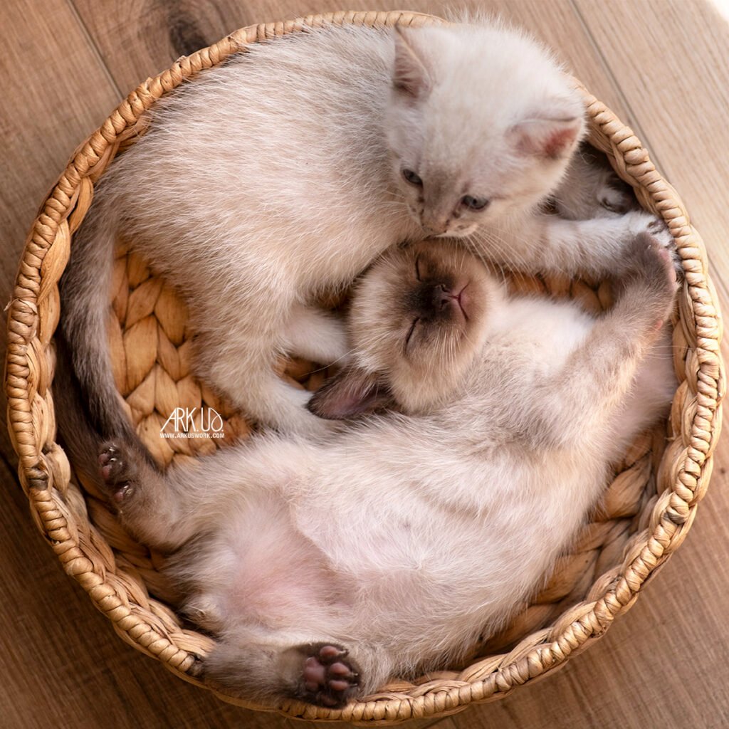 Photographie de deux chatons siamois dans un panier en osier sauvés en association par Julia Bénard photographe animalier sur Toulon