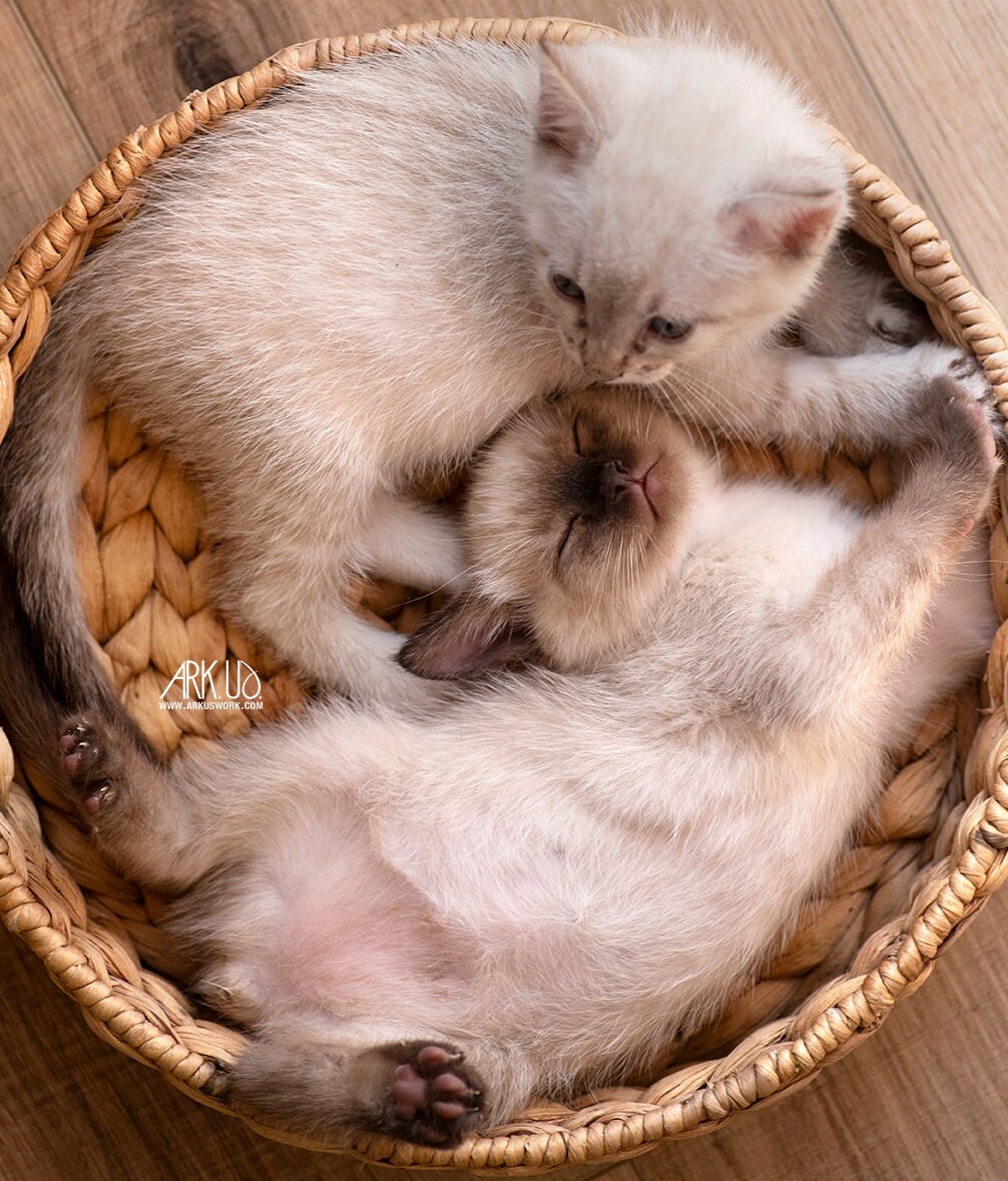 Photographie de deux chatons siamois dans un panier en osier sauvés en association par Julia Bénard photographe animalier sur Toulon