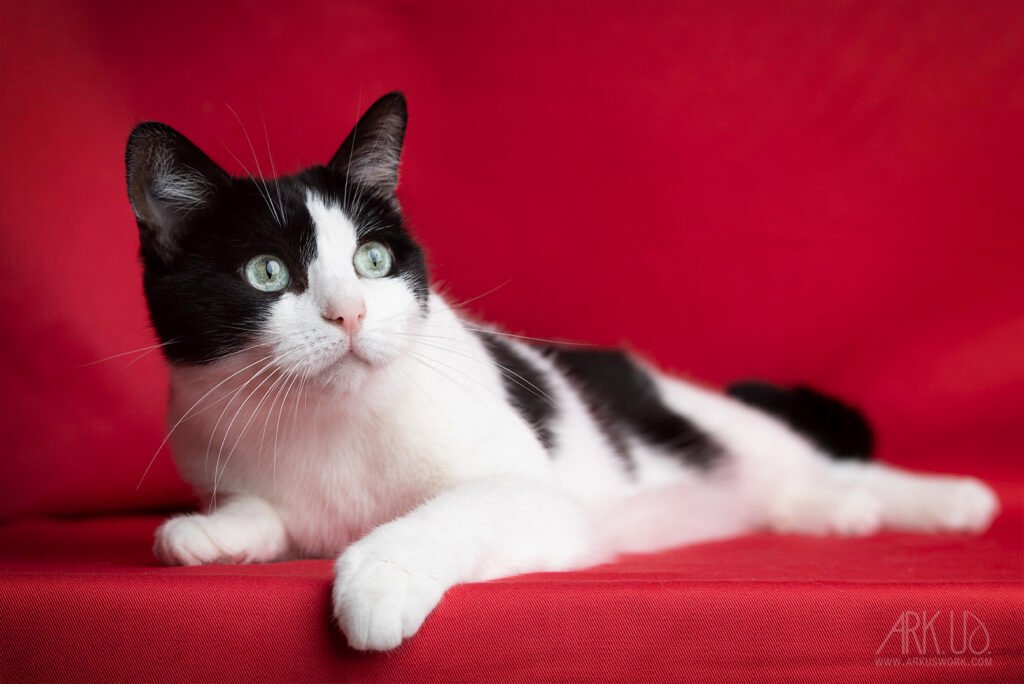 Séance photo sur Toulon pour un chat noir et blanc en studio sur fond rouge framboise