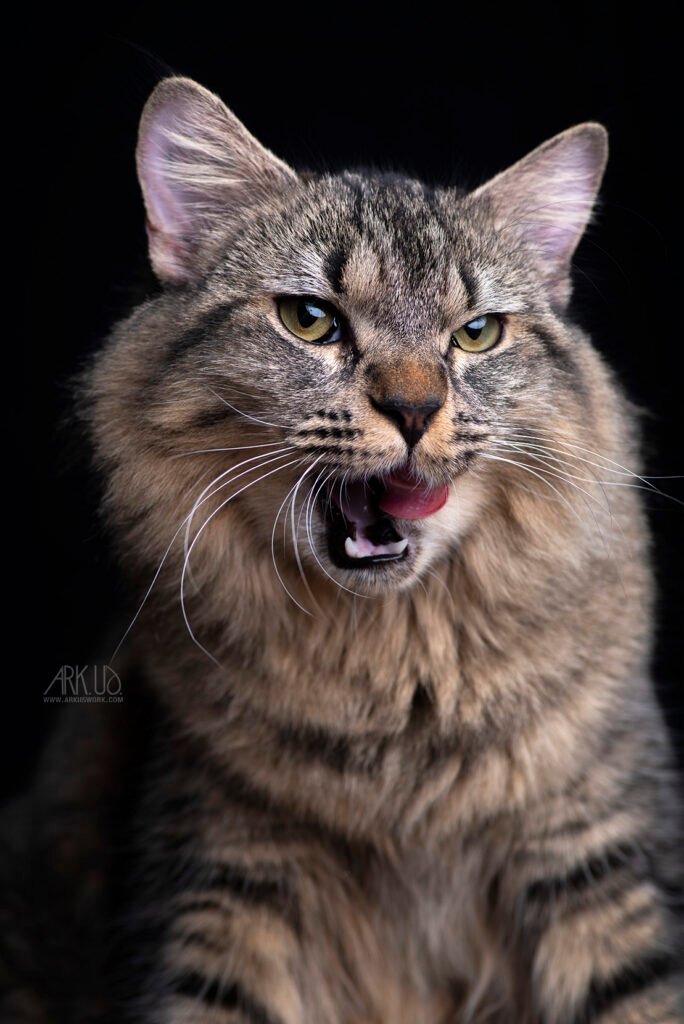 Photographie d'un chat tigré à poils mi longs en studio sur fond noir à domicile sur Toulon avec une photographe animalier