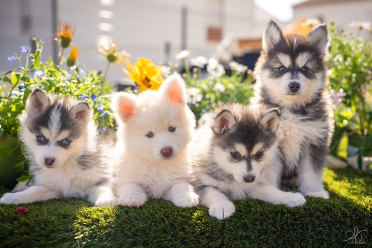 pomsky bébés chiots au soleil avec des fleurs et de la verdure