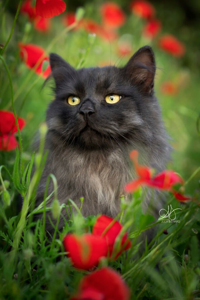 chat dans les coquelicot rouge vert nature sibérien
