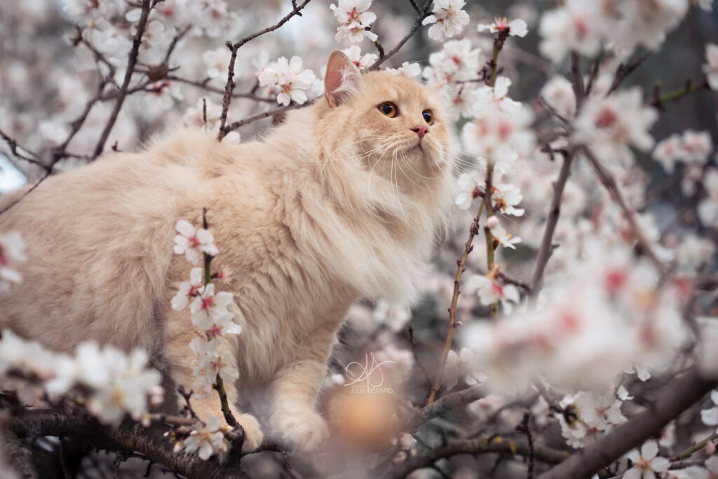 Chat Sibérien crème dans les arbres en fleurs amandiers – Julia Bénard photographe animalier Toulon