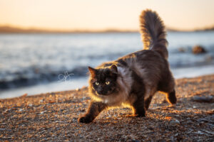 Chat Sibérien au coucher de soleil sur une plage de sable et la mer au Pradet – Julia Bénard photographe animalier Toulon