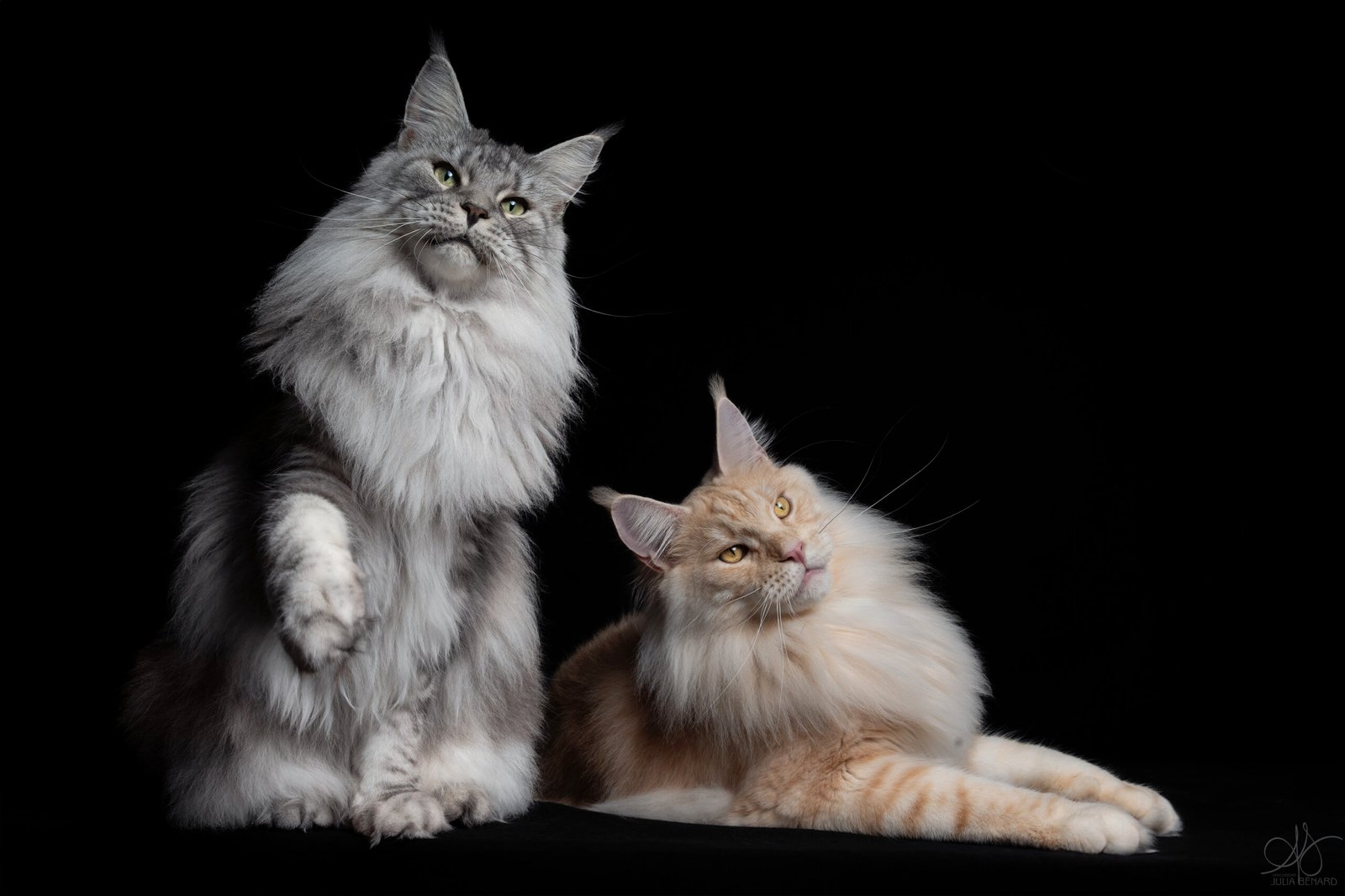 Chats Maine Coon roux et gris sur fond de studio noir – Julia Bénard photographe animalier Toulon