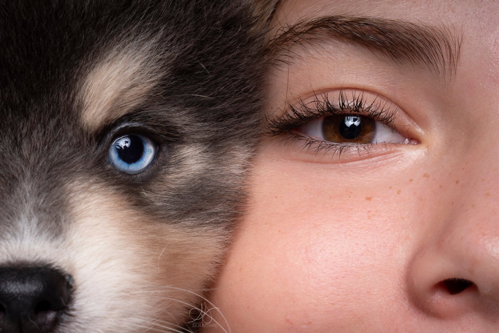 Petite fille et chiot pomsky en portrait très serré, yeux – Julia Bénard photographe animalier Toulon