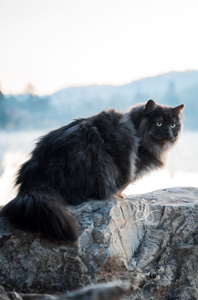 Chat sibérien sur un rocher à Brignoles Var