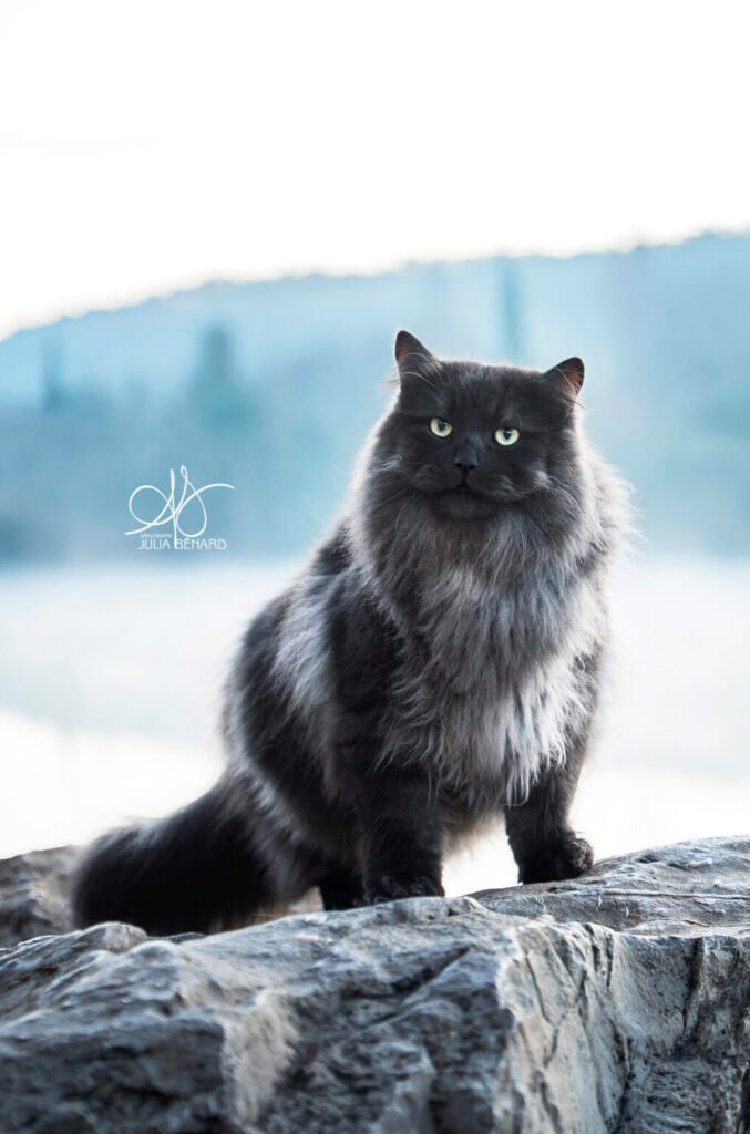 Chat sibérien black smoke sur un rocher à Brignoles Var au bord du lac dans des tons bleus